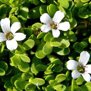 Bacopa monnieri for trigeminal neuralgia 