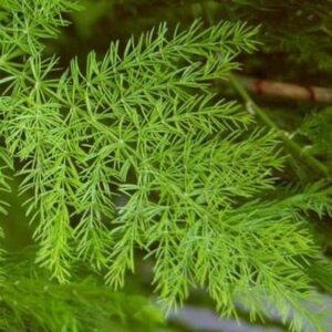 Asparagus racemosus for trigeminal neuralgia