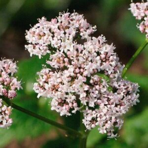 Valerian Officinalis for trigeminal neuralgia