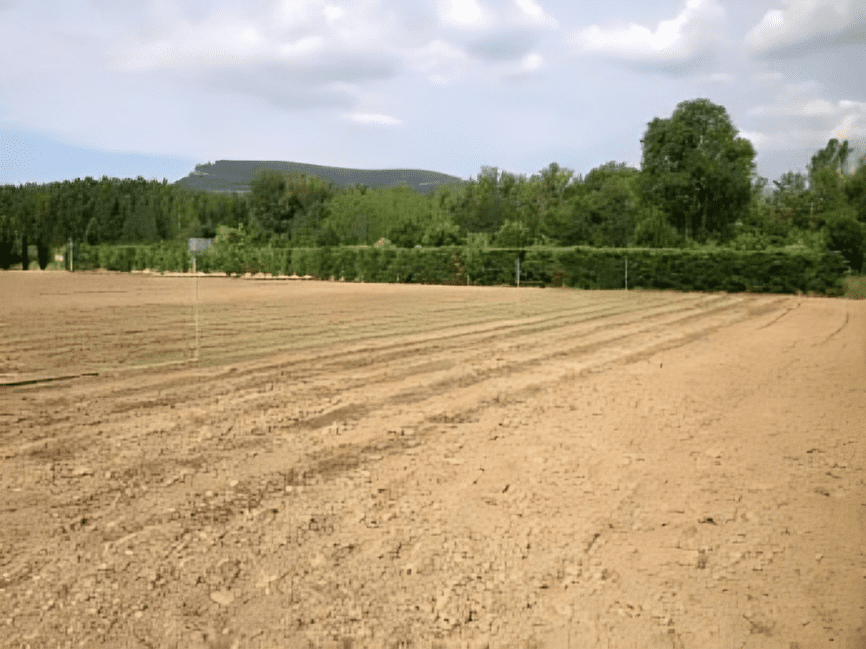 Plantations in Northern Spain